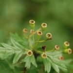 Aubépine monogyne_746