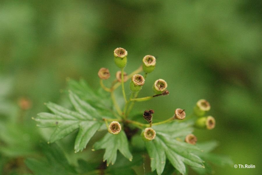 Aubépine monogyne_746