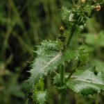 Laiteron potager_748