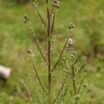 Cirse des champs_760