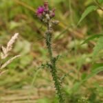 Chardon faux-acanthe_761