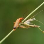 Téléphore fauve_770