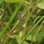 Epiaire des bois_773