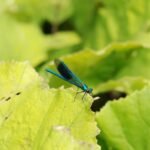 Caloptéryx éclatant_777