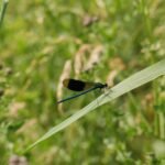 Caloptéryx éclatant_778