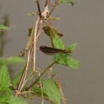 Caloptéryx vierge_781