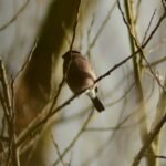 Bouvreuil pivoine_628