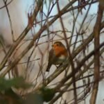 Rougegorge familier_632