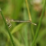 Agrion à larges pattes_787