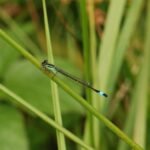Agrion élégant_783