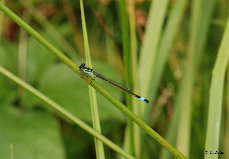 Agrion élégant_783