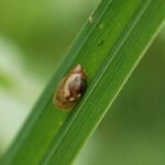 Ambrette commune_846