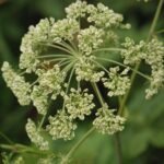 Angélique des bois_848