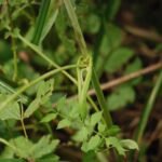 Angélique des bois_849