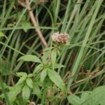 Eupatoire chanvrine_850