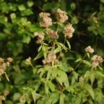 Eupatoire chanvrine_851