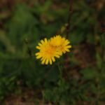 Crépide bisannuelle_860