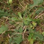 Crépide bisannuelle_861