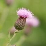 Cirse des champs_868