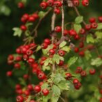 Aubépine monogyne_870