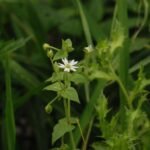 Stellaire aquatique_871