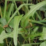 Laiteron des champs_876