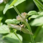 Pyrale du houblon_2085