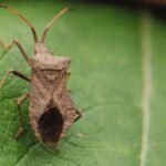 Corée marginée_878