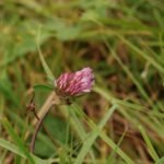 Trèfle des prés_882