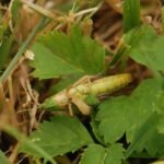 Criquet des pâtures_883