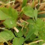 Criquet des pâtures_884