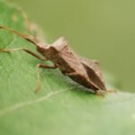 Corée marginée_879