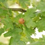 Galle du chêne (Andricus kollari)_887