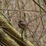 Troglodyte mignon_657