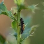 Coccinelle asiatique_908