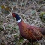 Faisan de Colchide_656