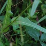 Laiteron des champs_923