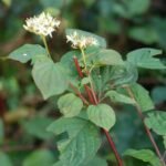 Cornouiller sanguin_915