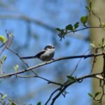 Orite à longue queue_684