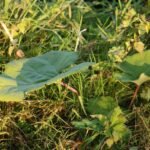 Pétasite hybride_929