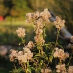 Eupatoire chanvrine_930