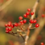 Aubépine monogyne_931