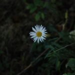 Grande marguerite_933