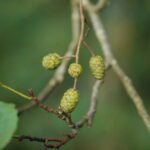 Aulne glutineux_936