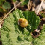 Escargot des jardins_950