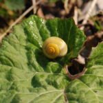 Escargot des jardins_951