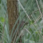 Troglodyte mignon_709