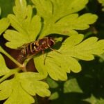 Syrphus spec._1000