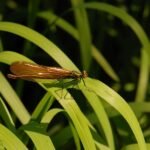 Caloptéryx vierge_993