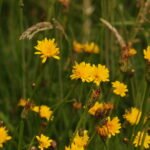 Crépide bisannuelle_1069